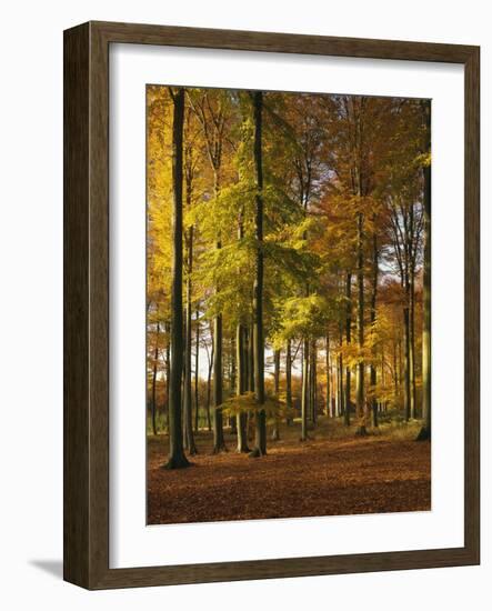 Forest, Trees, Beech Trees, Autumn-Thonig-Framed Photographic Print