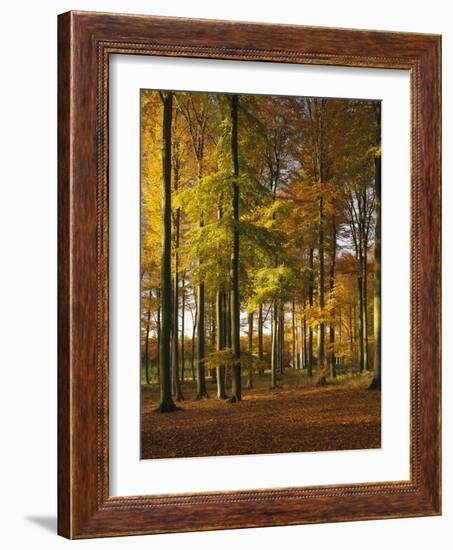 Forest, Trees, Beech Trees, Autumn-Thonig-Framed Photographic Print