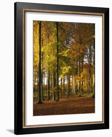 Forest, Trees, Beech Trees, Autumn-Thonig-Framed Photographic Print