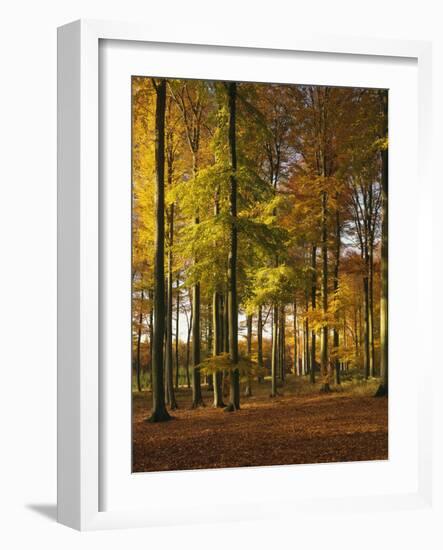 Forest, Trees, Beech Trees, Autumn-Thonig-Framed Photographic Print