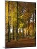 Forest, Trees, Beech Trees, Autumn-Thonig-Mounted Photographic Print