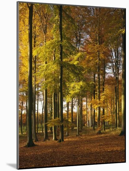 Forest, Trees, Beech Trees, Autumn-Thonig-Mounted Photographic Print