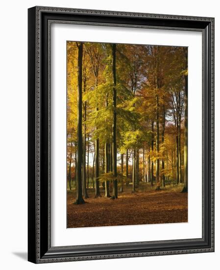 Forest, Trees, Beech Trees, Autumn-Thonig-Framed Photographic Print