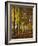 Forest, Trees, Beech Trees, Autumn-Thonig-Framed Photographic Print
