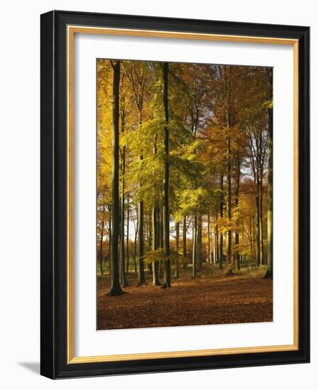 Forest, Trees, Beech Trees, Autumn-Thonig-Framed Photographic Print