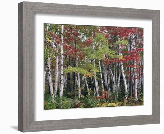 Forest, Trees, Birch, Maple, Autumn Foliage-Thonig-Framed Photographic Print