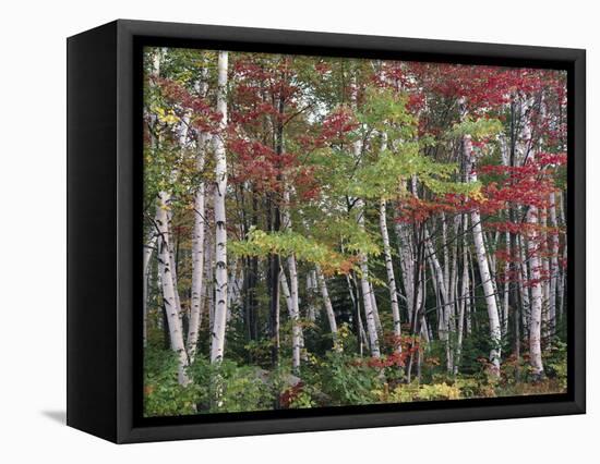Forest, Trees, Birch, Maple, Autumn Foliage-Thonig-Framed Premier Image Canvas