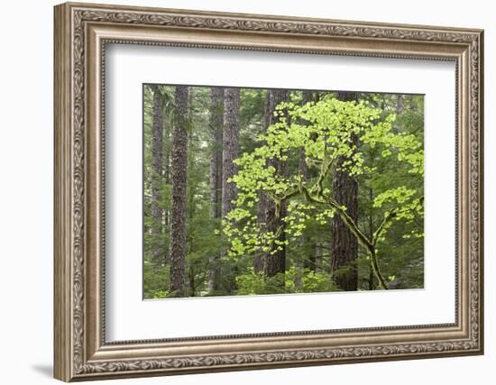 Forest Trees, Columbia River Gorge, Oregon, USA-Jaynes Gallery-Framed Photographic Print