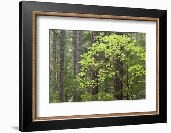 Forest Trees, Columbia River Gorge, Oregon, USA-Jaynes Gallery-Framed Photographic Print