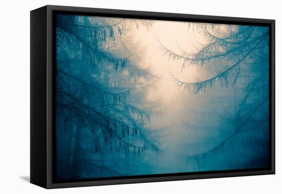 Forest Trees in Fog-Andy Bell-Framed Premier Image Canvas