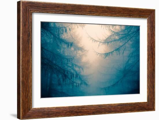 Forest Trees in Fog-Andy Bell-Framed Photographic Print