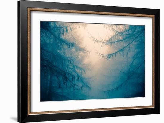 Forest Trees in Fog-Andy Bell-Framed Photographic Print