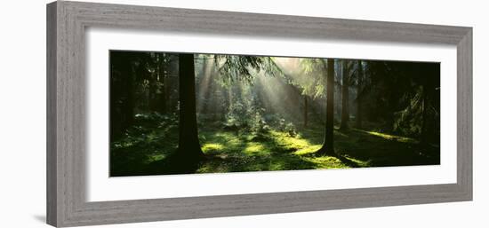 Forest Uppland Sweden-null-Framed Photographic Print