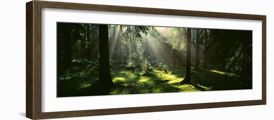 Forest Uppland Sweden-null-Framed Photographic Print