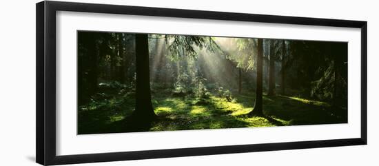 Forest Uppland Sweden-null-Framed Photographic Print