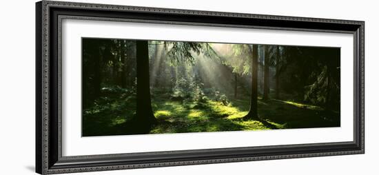 Forest Uppland Sweden-null-Framed Photographic Print