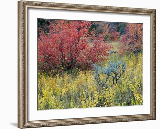 Forest Vegetation in Fall. Green Canyon. Uinta-Wasatch-Cache NF, Utah-Scott T. Smith-Framed Photographic Print