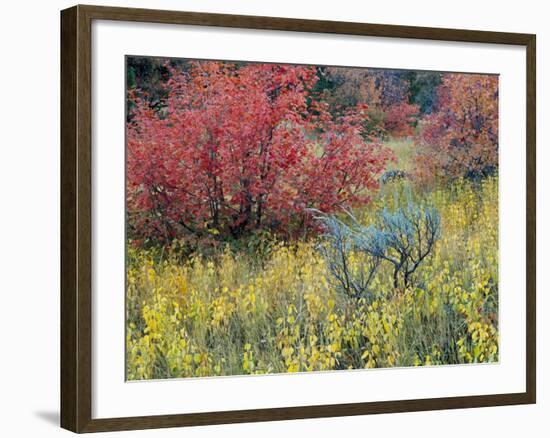 Forest Vegetation in Fall. Green Canyon. Uinta-Wasatch-Cache NF, Utah-Scott T. Smith-Framed Photographic Print