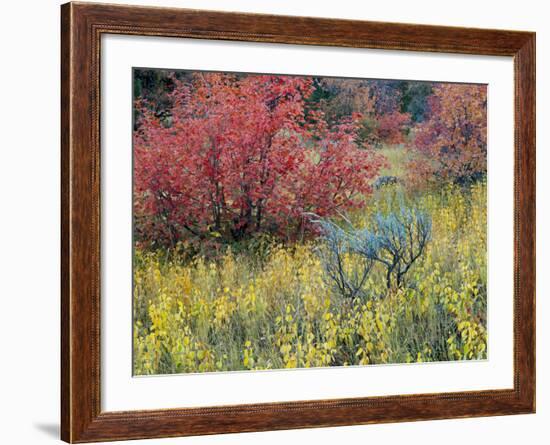 Forest Vegetation in Fall. Green Canyon. Uinta-Wasatch-Cache NF, Utah-Scott T. Smith-Framed Photographic Print