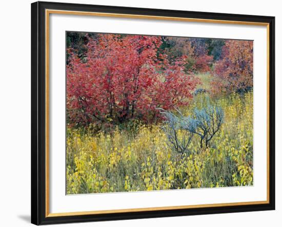 Forest Vegetation in Fall. Green Canyon. Uinta-Wasatch-Cache NF, Utah-Scott T. Smith-Framed Photographic Print