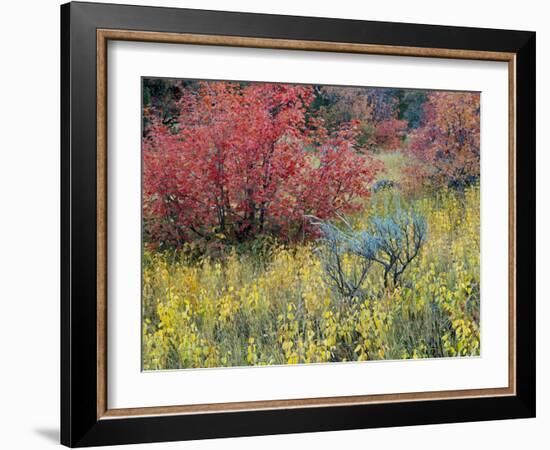 Forest Vegetation in Fall. Green Canyon. Uinta-Wasatch-Cache NF, Utah-Scott T. Smith-Framed Photographic Print