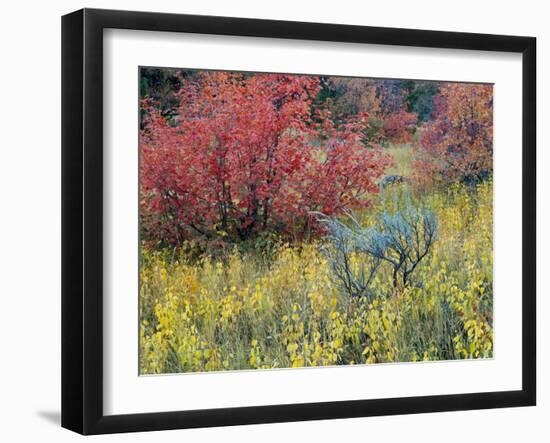 Forest Vegetation in Fall. Green Canyon. Uinta-Wasatch-Cache NF, Utah-Scott T. Smith-Framed Photographic Print