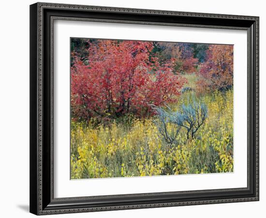 Forest Vegetation in Fall. Green Canyon. Uinta-Wasatch-Cache NF, Utah-Scott T. Smith-Framed Photographic Print