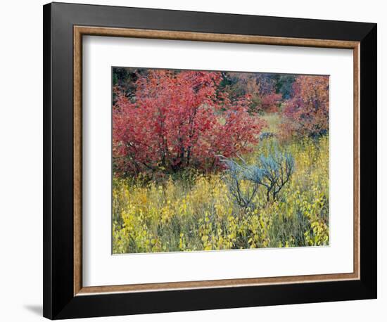 Forest Vegetation in Fall. Green Canyon. Uinta-Wasatch-Cache NF, Utah-Scott T. Smith-Framed Photographic Print