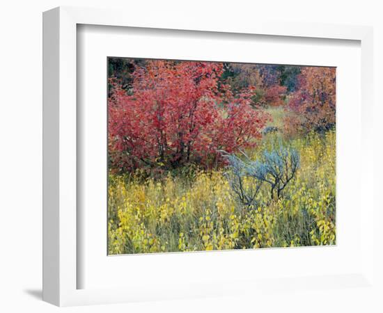 Forest Vegetation in Fall. Green Canyon. Uinta-Wasatch-Cache NF, Utah-Scott T. Smith-Framed Photographic Print
