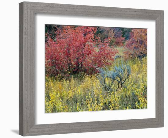 Forest Vegetation in Fall. Green Canyon. Uinta-Wasatch-Cache NF, Utah-Scott T. Smith-Framed Premium Photographic Print