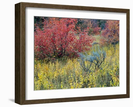 Forest Vegetation in Fall. Green Canyon. Uinta-Wasatch-Cache NF, Utah-Scott T. Smith-Framed Premium Photographic Print