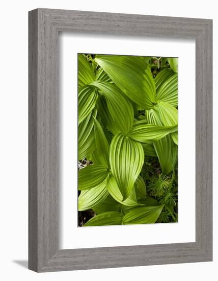 Forest Vegetation, White Mountains, New Hampshire-Paul Souders-Framed Photographic Print