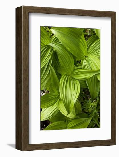 Forest Vegetation, White Mountains, New Hampshire-Paul Souders-Framed Photographic Print