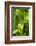 Forest Vegetation, White Mountains, New Hampshire-Paul Souders-Framed Photographic Print