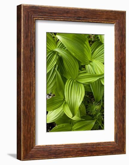 Forest Vegetation, White Mountains, New Hampshire-Paul Souders-Framed Photographic Print