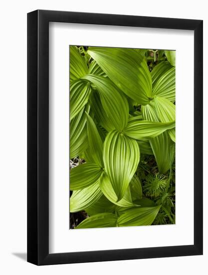 Forest Vegetation, White Mountains, New Hampshire-Paul Souders-Framed Photographic Print