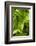 Forest Vegetation, White Mountains, New Hampshire-Paul Souders-Framed Photographic Print