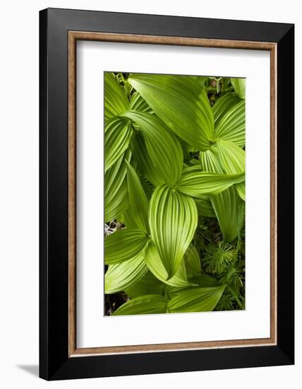 Forest Vegetation, White Mountains, New Hampshire-Paul Souders-Framed Photographic Print