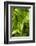 Forest Vegetation, White Mountains, New Hampshire-Paul Souders-Framed Photographic Print