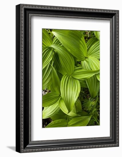 Forest Vegetation, White Mountains, New Hampshire-Paul Souders-Framed Photographic Print