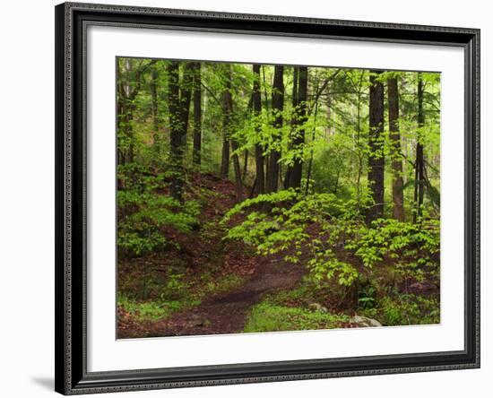 Forest Walkway, Great Smoky Mountains National Park, Tennessee, USA-Adam Jones-Framed Photographic Print