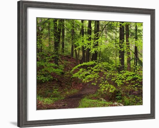 Forest Walkway, Great Smoky Mountains National Park, Tennessee, USA-Adam Jones-Framed Photographic Print