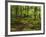 Forest Walkway, Great Smoky Mountains National Park, Tennessee, USA-Adam Jones-Framed Photographic Print