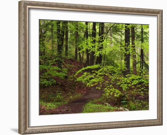 Forest Walkway, Great Smoky Mountains National Park, Tennessee, USA-Adam Jones-Framed Photographic Print