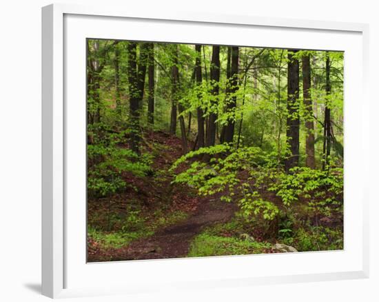 Forest Walkway, Great Smoky Mountains National Park, Tennessee, USA-Adam Jones-Framed Photographic Print