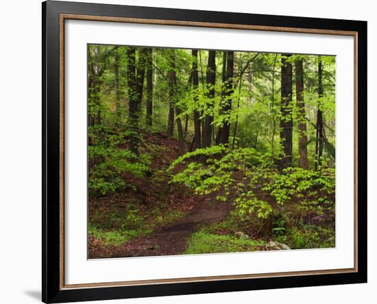 Forest Walkway, Great Smoky Mountains National Park, Tennessee, USA-Adam Jones-Framed Photographic Print