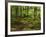 Forest Walkway, Great Smoky Mountains National Park, Tennessee, USA-Adam Jones-Framed Photographic Print