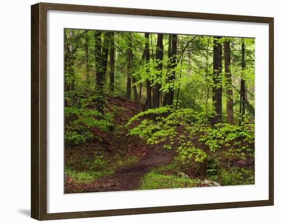 Forest Walkway, Great Smoky Mountains National Park, Tennessee, USA-Adam Jones-Framed Photographic Print