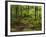 Forest Walkway, Great Smoky Mountains National Park, Tennessee, USA-Adam Jones-Framed Photographic Print