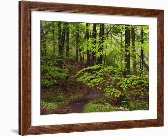 Forest Walkway, Great Smoky Mountains National Park, Tennessee, USA-Adam Jones-Framed Photographic Print